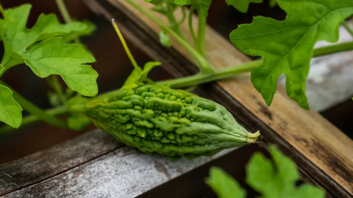 bitter gourd export market for ASEAN buyers