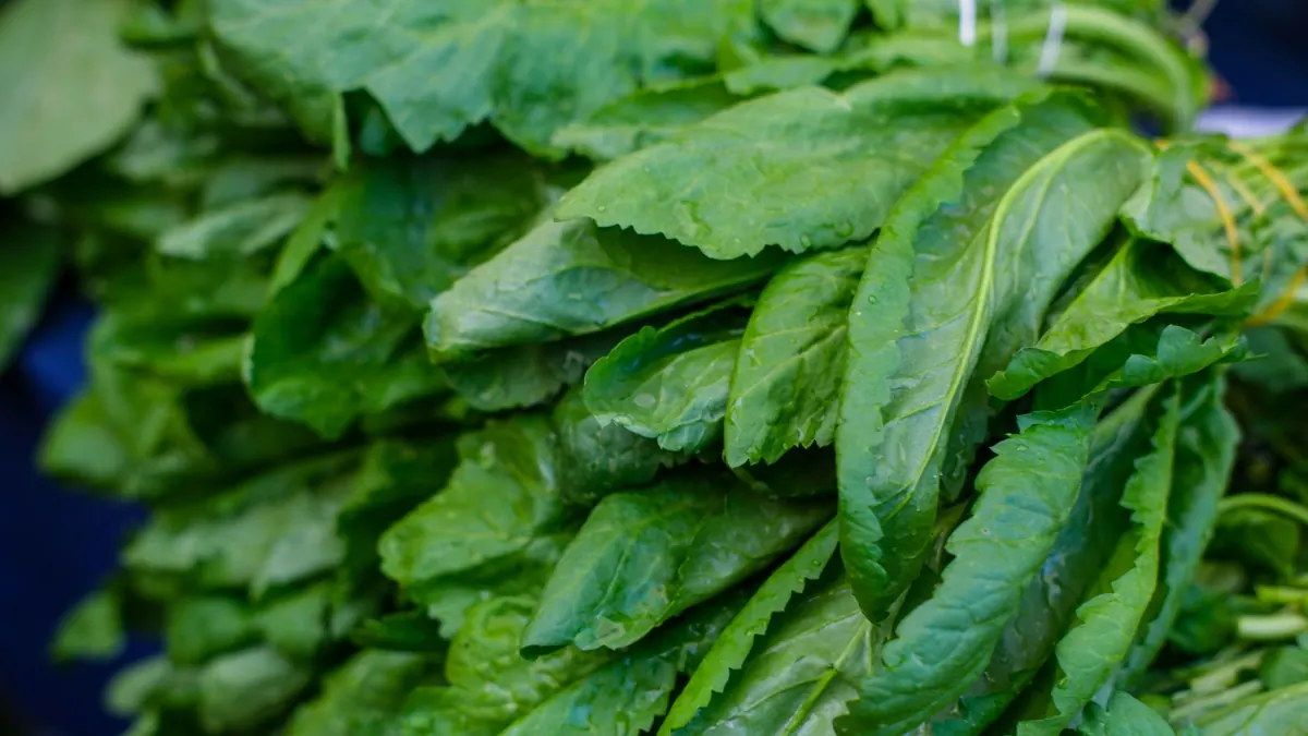 leafy greens export market for ASEAN buyers