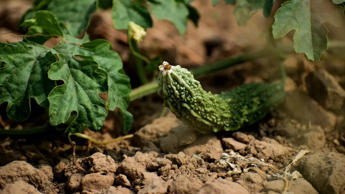 bitter gourd export market for ASEAN buyers