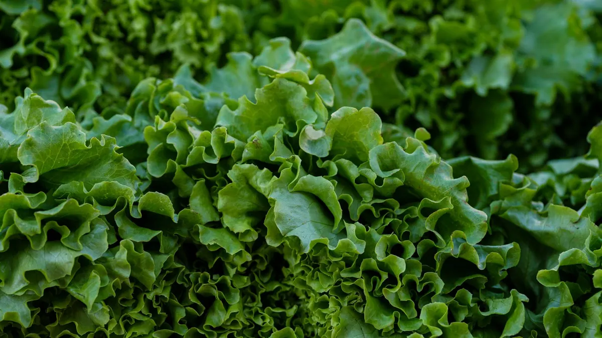 leafy greens export market for ASEAN buyers