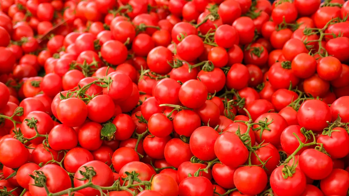 tomatoes export market for ASEAN buyers