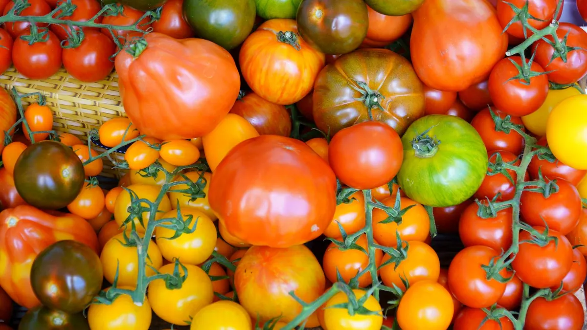 tomatoes export market for ASEAN buyers