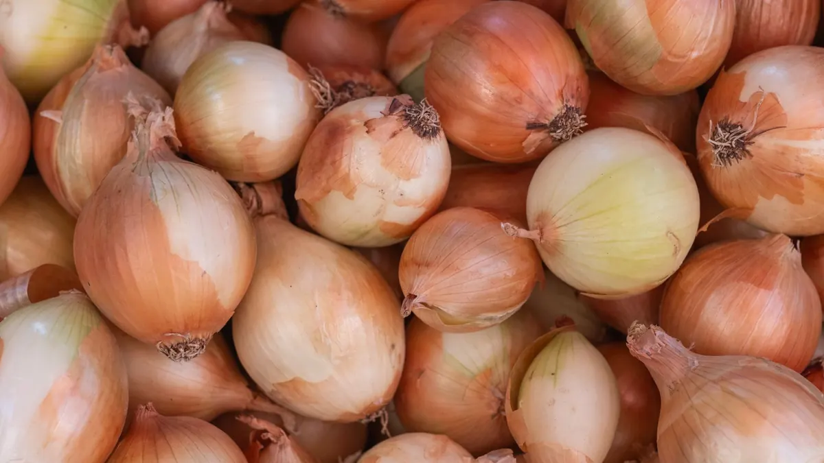 onions export market for EUROPE buyers