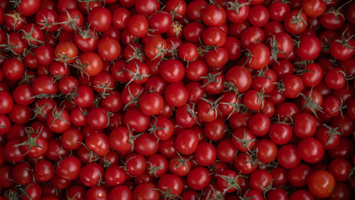 tomatoes export market for EUROPE buyers