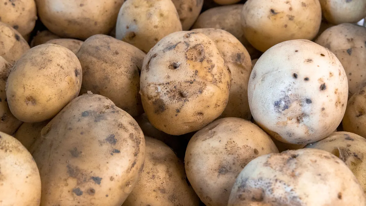 potatoes export market for EUROPE buyers