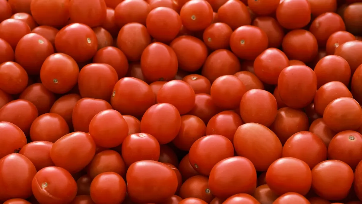 tomatoes export market for EUROPE buyers