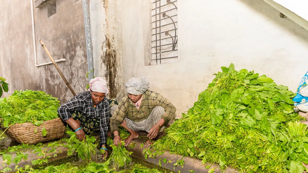 leafy greens export market for EUROPE buyers