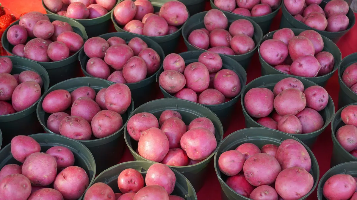 potatoes export market for EUROPE buyers