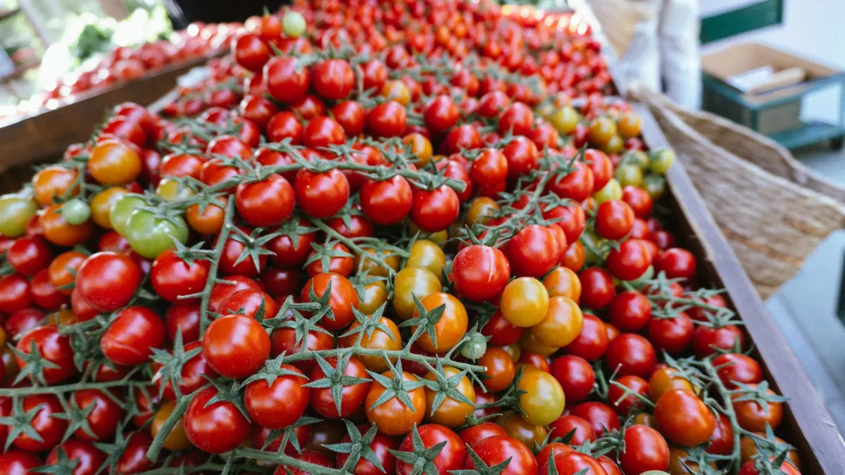 tomatoes export market for EUROPE buyers