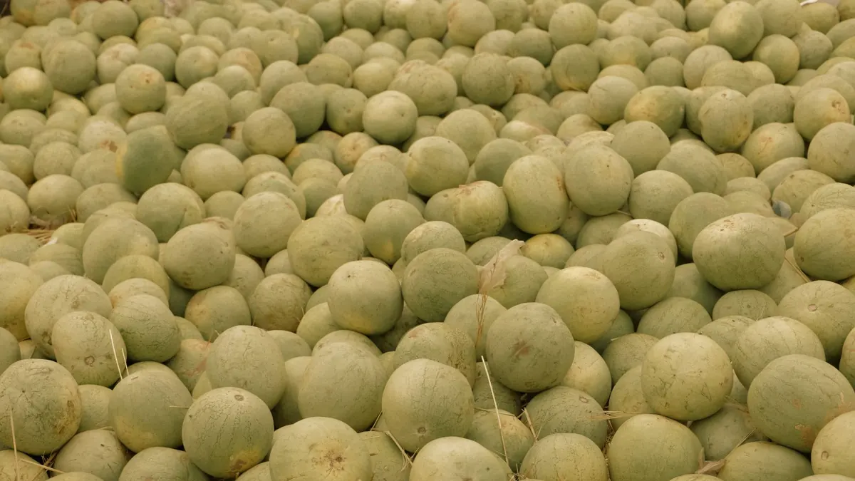 bitter gourd export market for EUROPE buyers