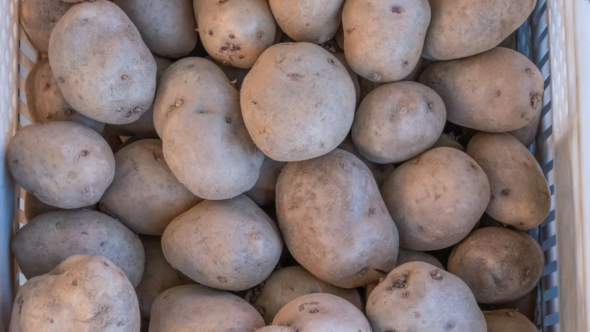 potatoes export market for EUROPE buyers