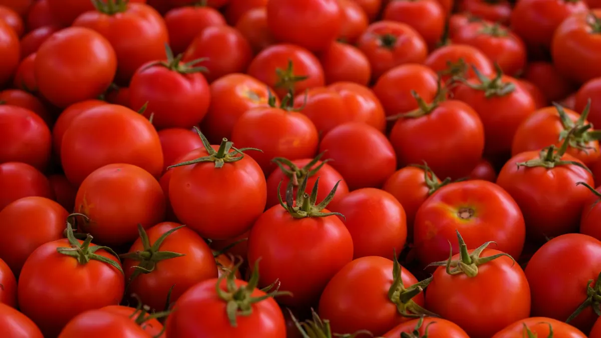 tomatoes export market for EUROPE buyers