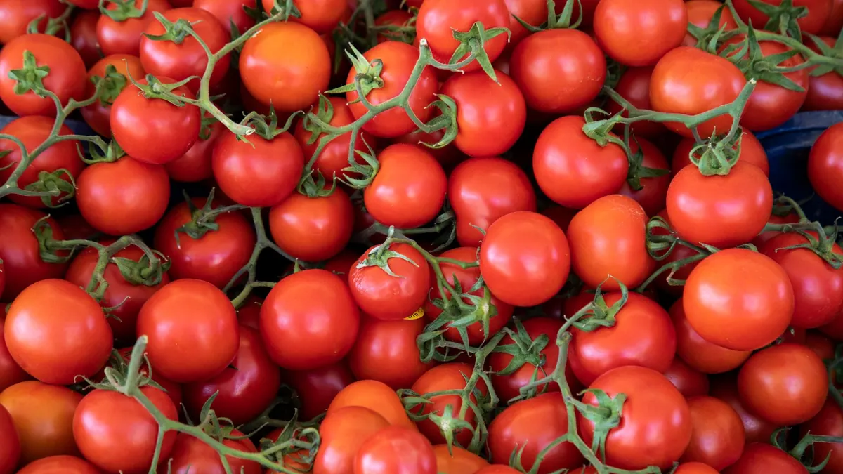tomatoes export market for EUROPE buyers