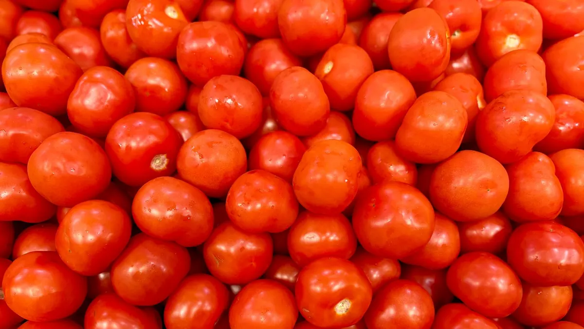tomatoes export market for EUROPE buyers