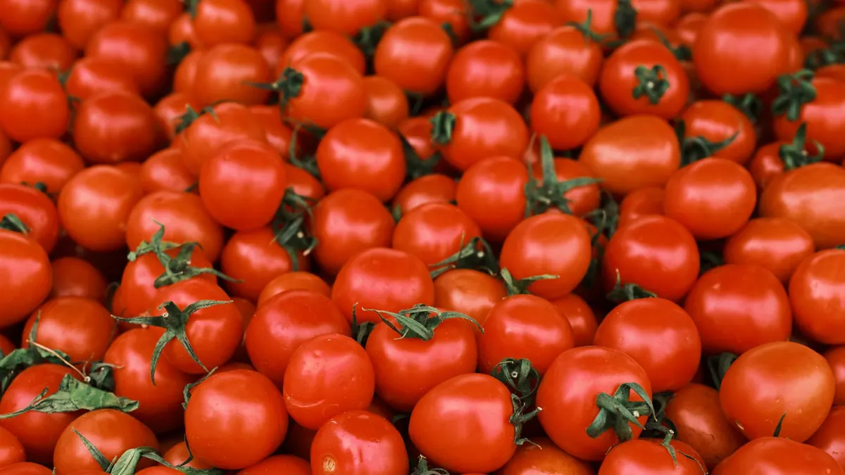 tomatoes export market for EUROPE buyers