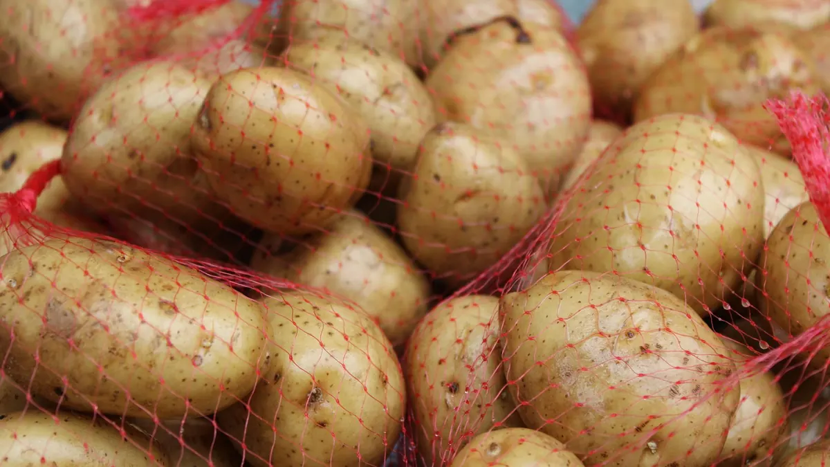 potatoes export market for EUROPE buyers