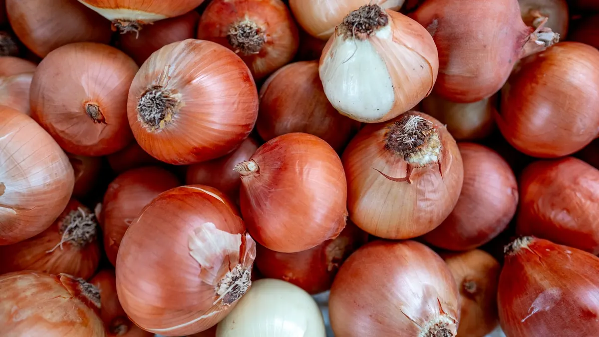 onions export market for EUROPE buyers