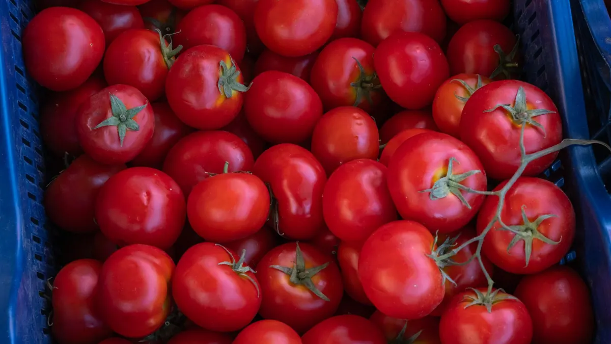 tomatoes export market for GLOBAL buyers