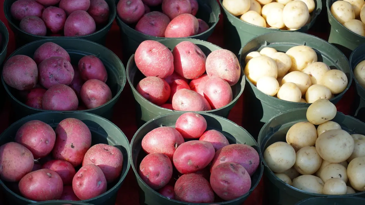 potatoes export market for GLOBAL buyers