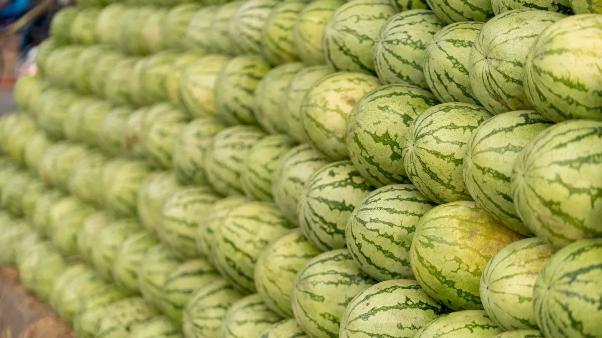bitter gourd export market for GLOBAL buyers