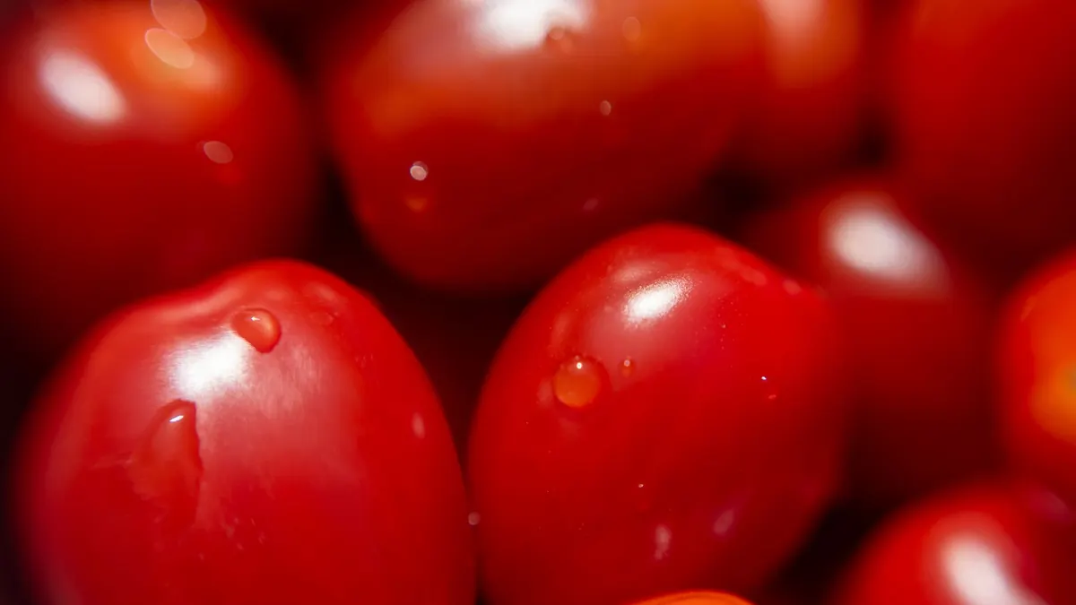 tomatoes export market for GLOBAL buyers