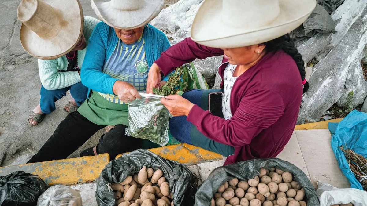 potatoes export market for GLOBAL buyers