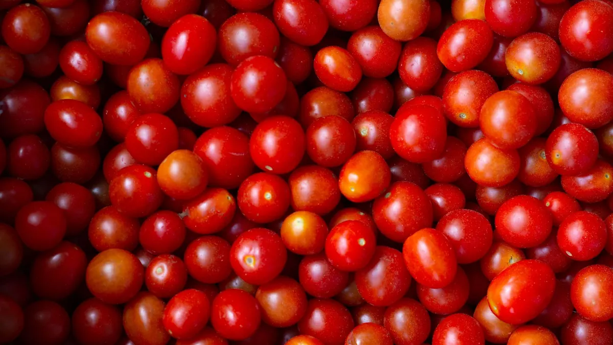 tomatoes export market for GLOBAL buyers