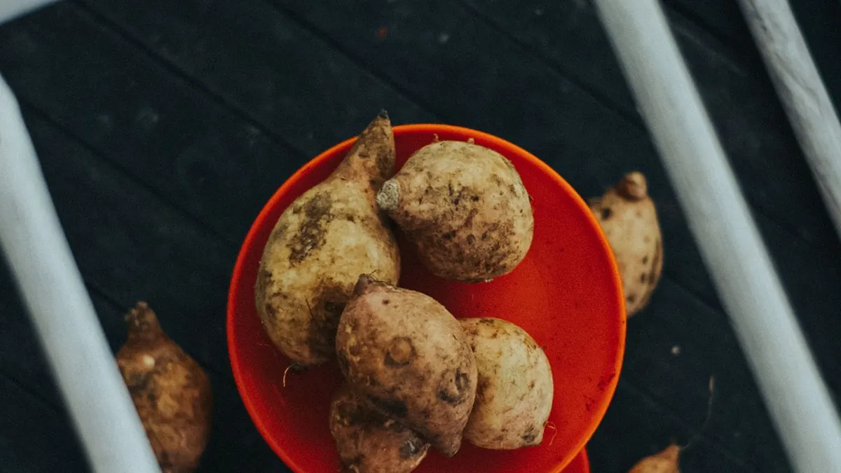 potatoes export market for GLOBAL buyers
