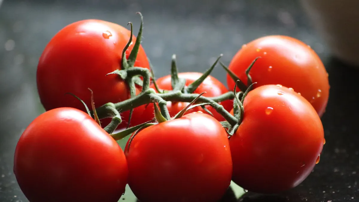 tomatoes export market for GLOBAL buyers