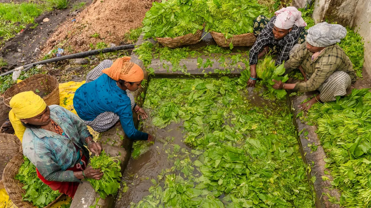 leafy greens export market for GLOBAL buyers