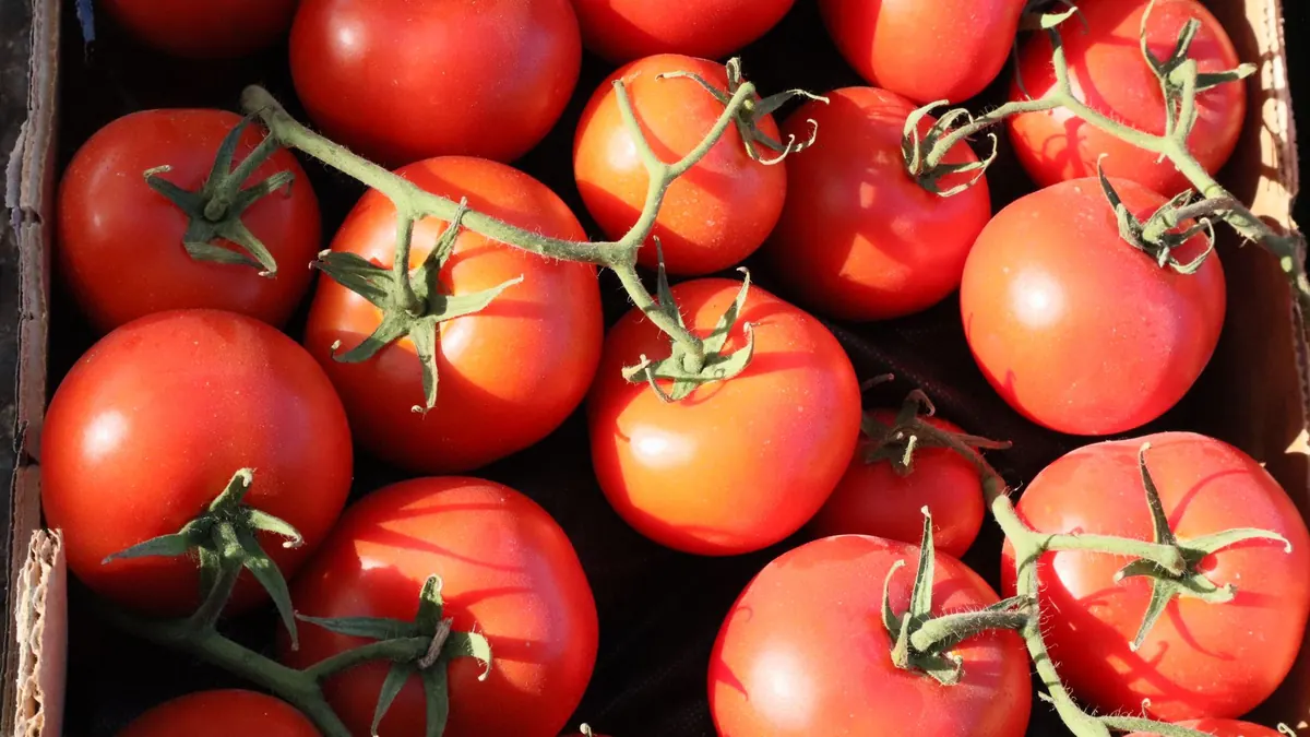 tomatoes export market for UAE buyers